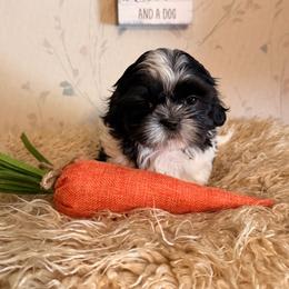 Blue boy - Black and white male Shih Tzu puppy in Hibbing, Minnesota from Iron Range Shih Tzu and Puppies