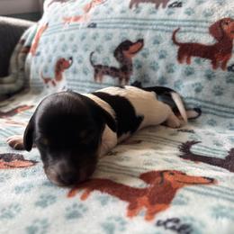 Iris - Piebald female Dachshund puppy in Jacksonville, North Carolina from Lizzie’s Doxies