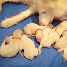 Siberian Husky Puppies from Little Handsome Siberians