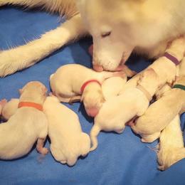 Siberian Husky Puppies from Little Handsome Siberians