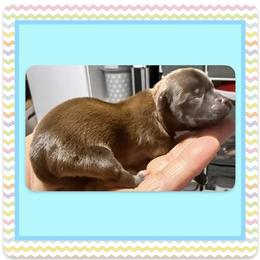 Xolo - Tan male Yorkshire Terrier puppy in Annandale, Virginia from Artisan Yorkies LLC