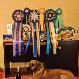 Rhodesian Ridgeback Puppies from Aziza Ridgebacks