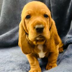 Male Red (Rusty) - Red and white male Basset Hound puppy in Oviedo, Florida from Boss Farms