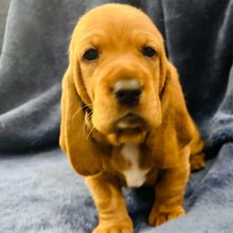 Male Red (Rusty) - Red and white male Basset Hound puppy in Oviedo, Florida from Boss Farms
