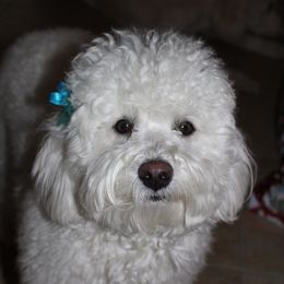 Lucy - Goldendoodle
