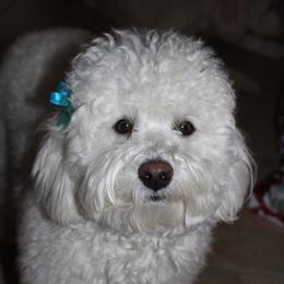 Lucy - Goldendoodle