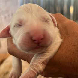 Girl 5 - White female Great Pyrenees puppy in Elfrida, Arizona from Outlaw Acres Kennels