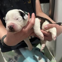 Saint Bernard Puppies from M&R SKYHAVEN SAINTS