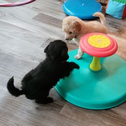 Poodle Puppies from Perigueux Poodles