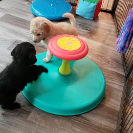 Poodle Puppies from Perigueux Poodles
