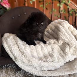 Kory - Black male Pomeranian puppy in Harrisonville, Missouri from Cindy's Pomeranians