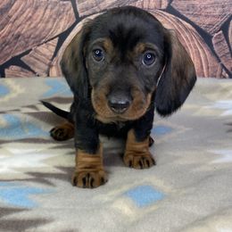 Girl 3 - Wild boar Dachshund puppy in New Caney, Texas from Liberty Dachs