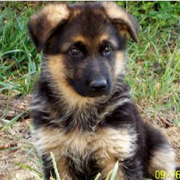 German Shepherds from Von Mathausen German Shepherds