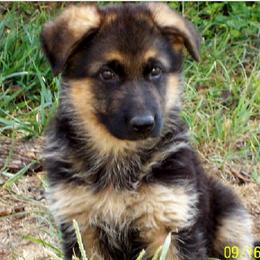 German Shepherds from Von Mathausen German Shepherds