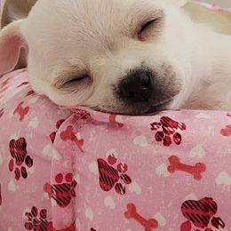 Chihuahua Puppies from Precious Paws of Florida