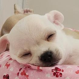 Chihuahua Puppies from Precious Paws of Florida