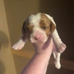 Boy 2 - Blenheim male Cavalier King Charles Spaniel puppy in Louisville, Kentucky from Royal Quin Cavaliers