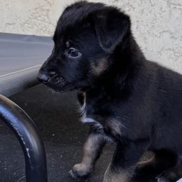 Boy 1 ALL puppies SOLD OUT! - Belgian Malinois puppy from Maricopa Malinois (SERIOUS INQUIRIES ONLY)