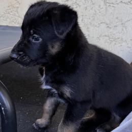 Boy 1 ALL puppies SOLD OUT! - Belgian Malinois puppy from Maricopa Malinois (SERIOUS INQUIRIES ONLY)