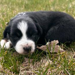 Muffin - Black tri female Miniature American Shepherd puppy in Milton Freewater, Oregon from Sparkling Cross Toy & Mini Aussies