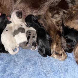 Dachshund Puppies from Winnie’s Royal Doxies