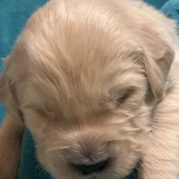 Pickles - Light golden male Golden Retriever puppy in Ennis, Texas from Amberidge Golden Retrievers