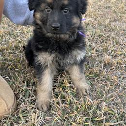 Trixie dark purple - Black and red female German Shepherd puppy in Herrick, South Dakota from Dakota Shepherds Kennels