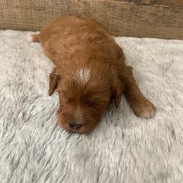 Valor - Red  male Goldendoodle puppy in Haddam, Kansas from Golden B Acres