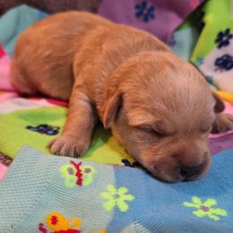 Male 1 - Apricot - Apricot male Schnoodle puppy in New Cambria, Kansas from Shrivers' Sweethearts