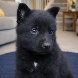 German Shepherd puppies from Ray Ranch, LLC