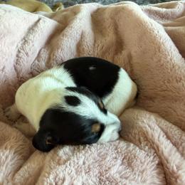 Girl Two - Piebald female Dachshund puppy in Phoenix/Chandler, Arizona from Jennifer's Guardian Doxies