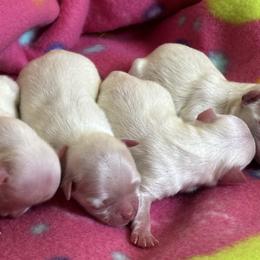 Girl 1 - female Maltese puppy in Charleston, West Virginia from Mountain State Puppies