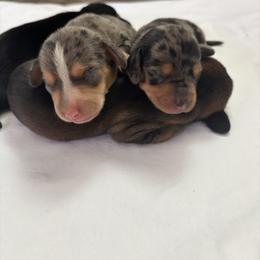 Dachshund Puppies from Ranchy Doxies