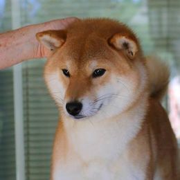 Morningstar Shiho Chousei Sou (Call name Shiho) - Shiba Inu