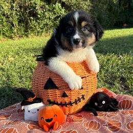 Unicorn - Black tri-color female Australian Shepherd puppy in Weeki Wachee, Florida from Ace of Spades Australian Shepherds