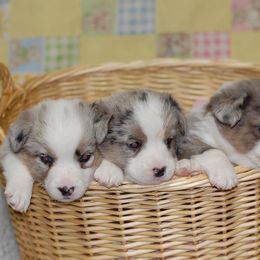 Cardigan Welsh Corgi Puppies from Aramora Cardigan Welsh Corgis