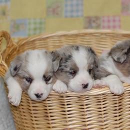 Cardigan Welsh Corgi Puppies from Aramora Cardigan Welsh Corgis