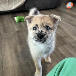 Boy - Merle male Pomsky puppy in Harpers Ferry, West Virginia from Brandie Kelley