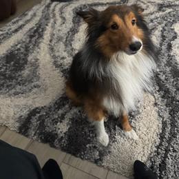 Ben - Shetland Sheepdog
