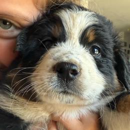 Shannon - Black tri-color female Australian Shepherd puppy in New Boston, New Hampshire from Painted Pup Australian Shepherds