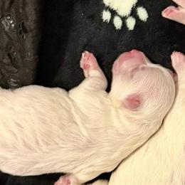 Pumpkin - White and buff male Bichon Frise puppy in Lavon, Texas from Sissy’s Heavenly Paws