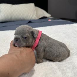 Pink - Blue female French Bulldog puppy in Bolingbrook, Illinois from Flores Frenchies
