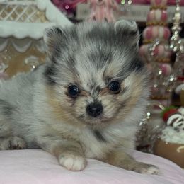 AKC Blue Merle - Pomeranian puppy from MD Bella Pomeranian