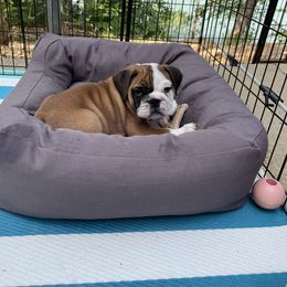 Bulldog Puppies from K & K Little Blessings