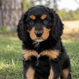 Onyx - Merle male Cavapoo puppy in Knoxville, Tennessee from Duke’s Forever Doodles