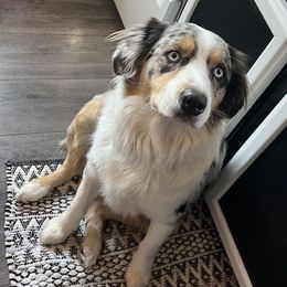 Australian Shepherds from Midwest Awwstralian Shepherds