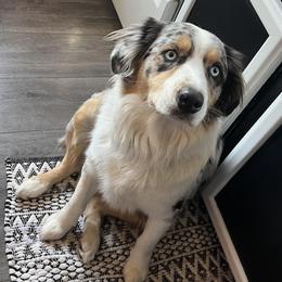 Australian Shepherds from Midwest Awwstralian Shepherds