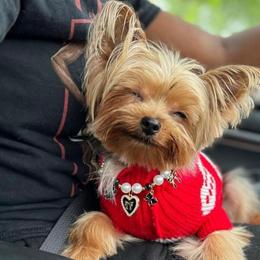 Russian - Yorkshire Terrier