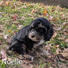 Noelle - Black and tan female Cockapoo puppy in Sunset, Louisiana from Cano Cockapoos