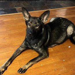 German Shepherds from Bluegrass Acres LLC